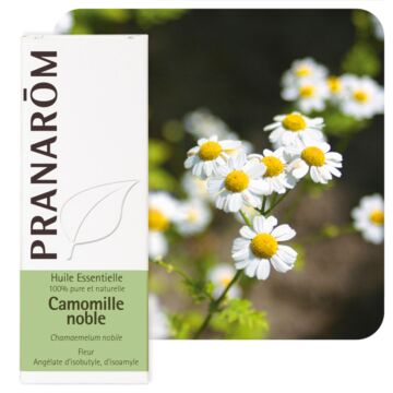 Camomille noble ou romaine (Chamaemelum nobile) - Pranarôm - Huile essentielle