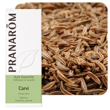 Carvi (Carum carvi) - Pranarôm - Huile essentielle