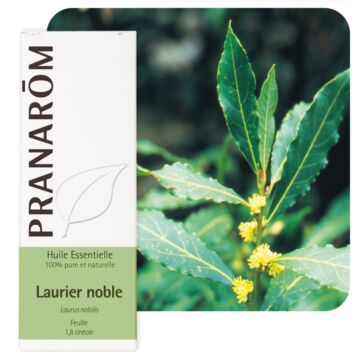 Laurier noble (Laurus nobilis) - Pranarôm - Huile essentielle
