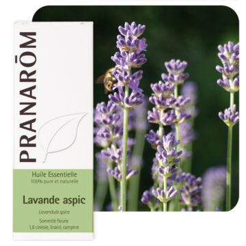 Lavande aspic (Lavandula spica ou latifolia) - Pranarôm - huile essentielle