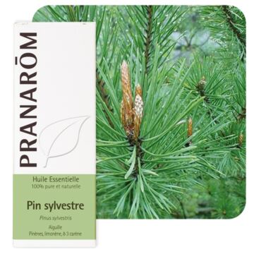 Pin sylvestre (Pinus sylvestris) - Pranarôm