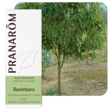 Ravintsara (Ravintsara cinnamomum camphora) - Pranarôm - huile essentielle