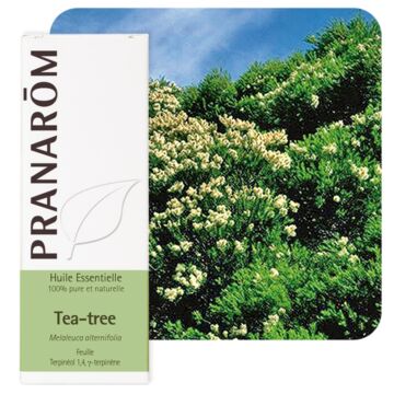 Arbre à thé (Tea Tree) - Pranarôm