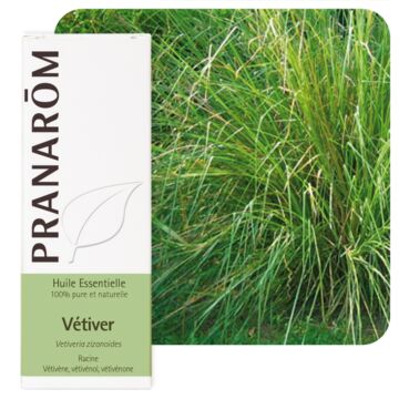 Vétiver (Vetiveria zizanoides) - Pranarôm - Huile essentielle