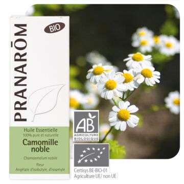 Camomille noble ou romaine bio (Chamaemelum nobile) - Pranarôm - Huile essentielle