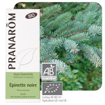Epinette noire Bio (Picea mariana) - Pranarôm - Huile essentielle