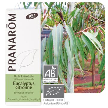 Eucalyptus citronné Bio (Eucalyptus citriodora) - Pranarôm - huile essentielle