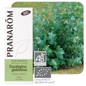 Eucalyptus globuleux Bio (Eucalyptus globulus) - Pranarôm - Huile essentielle