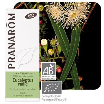 Eucalyptus radié Bio (Eucalyptus radiata) - Pranarôm