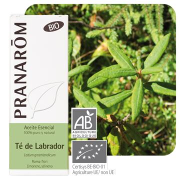 Lédon du Groënland Bio (Ledum groenlandicum) - Pranarôm - Huile essentielle