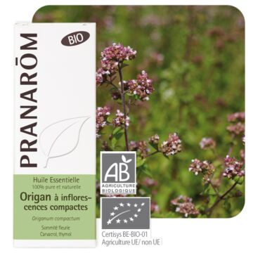 Origan compact Bio (Origanum compactum) - Pranarôm - Huile essentielle