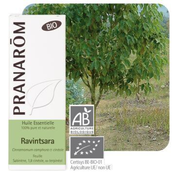 Ravintsara Bio (Ravintsara cinnamomum camphora) - Pranarôm - huile essentielle