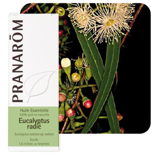 Pranarom - Huile Essentielle Eucalyptus radié